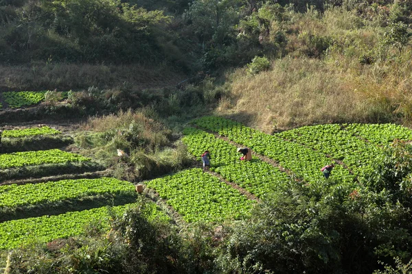 Colheita e agricultura em Mianmar — Fotografia de Stock