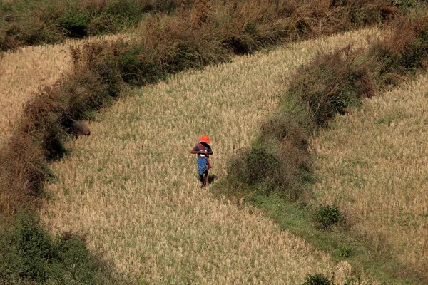 Krajobrazy i pola ryżowe w Myanmar — Zdjęcie stockowe