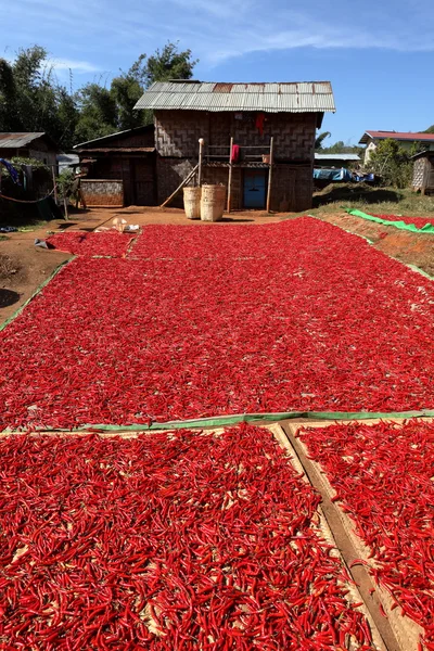 Raccolta del peperoncino in Myanmar — Foto Stock