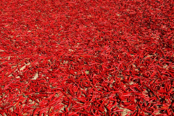 Red chillies como pano de fundo — Fotografia de Stock