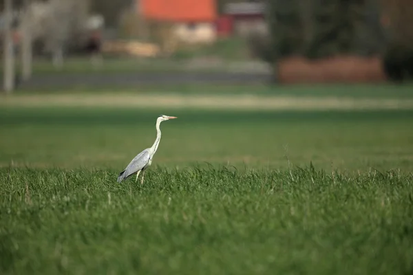 Héron gris ou héron — Photo