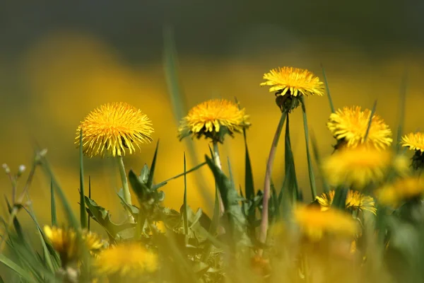 Une prairie de fleurs de pissenlit — Photo