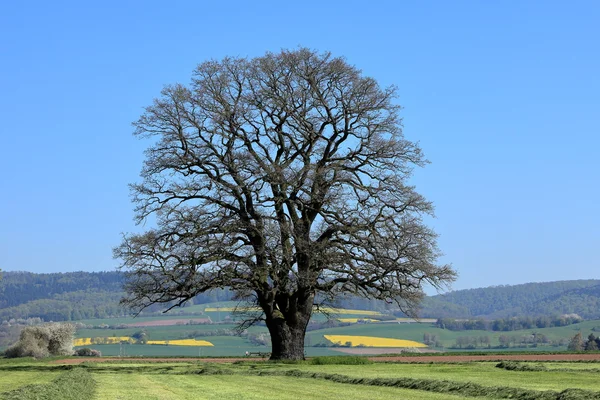 Old oak tree in spring — Stock Photo, Image