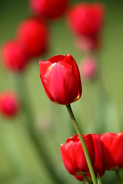 Un tulipanes flores — Foto de Stock