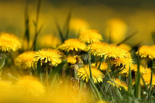 Une prairie de fleurs de pissenlit — Photo