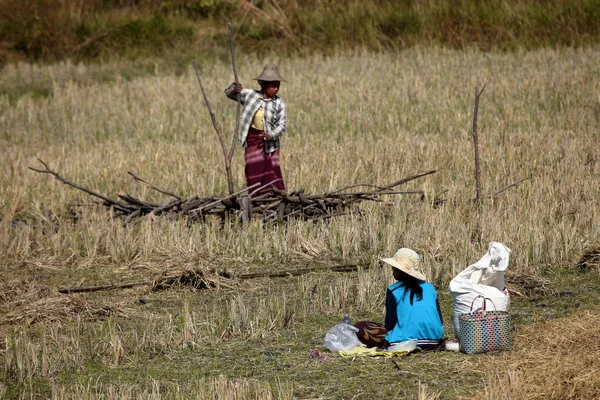 農業と農民ミャンマー — ストック写真