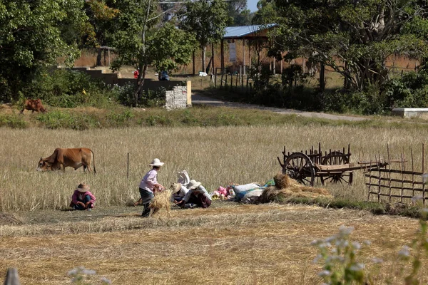 Agricultura e Agricultores em Myanmar — Fotografia de Stock