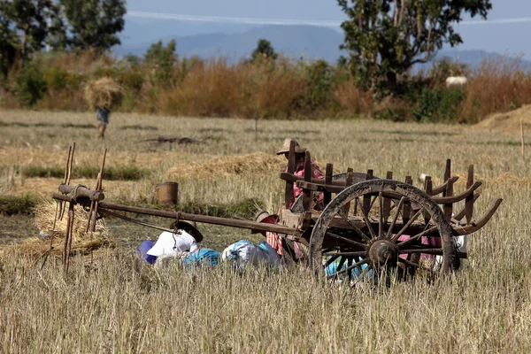 Tarım ve çiftçi Myanmar — Stok fotoğraf