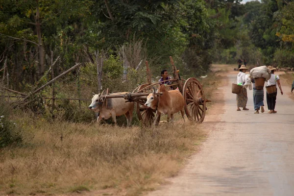 ミャンマーの牛チームと農夫 — ストック写真