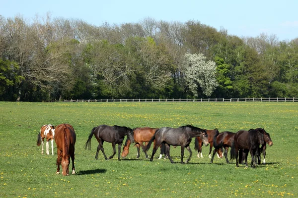 Una manada de caballos en una granja de caballos — Foto de Stock