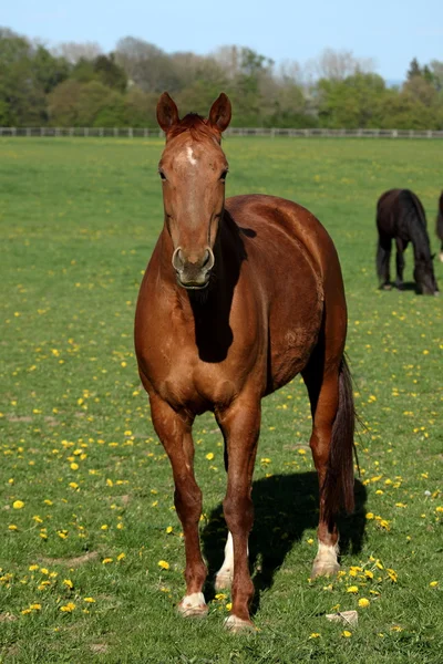 En flock hästar på en hästgård — Stockfoto