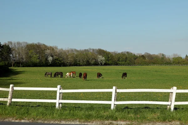 Una manada de caballos en una granja de caballos —  Fotos de Stock
