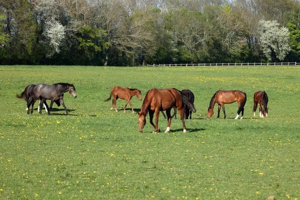 En flock hästar på en hästgård — Stockfoto