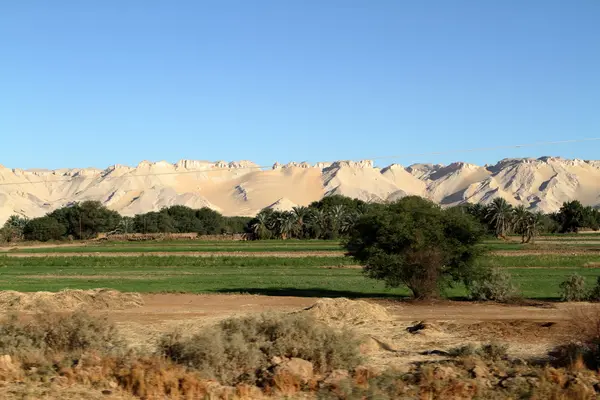 The Siwa Oasis in the Sahara of Egypt — Stock Photo, Image