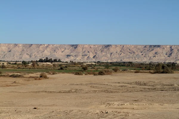 Die siwa-oase in der sahara ägyptens — Stockfoto