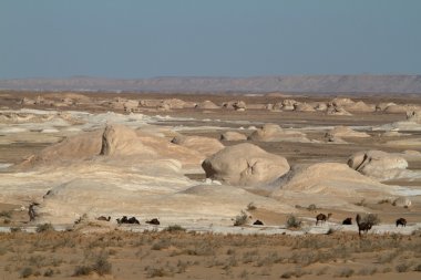 Mısır Sahrası 'ndaki Farafra' daki Beyaz Çöl.