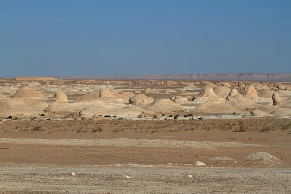 O deserto branco em Farafra, no Saara do Egito — Fotografia de Stock