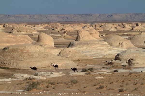 Белая пустыня в Фарафре в Сахаре в Египте — стоковое фото
