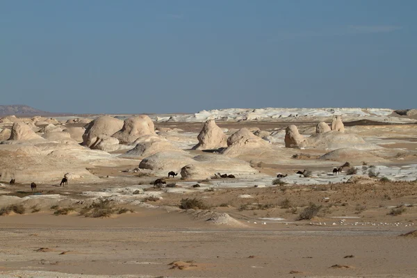 Bílá poušť ve Farafře v egyptské Sahaře — Stock fotografie