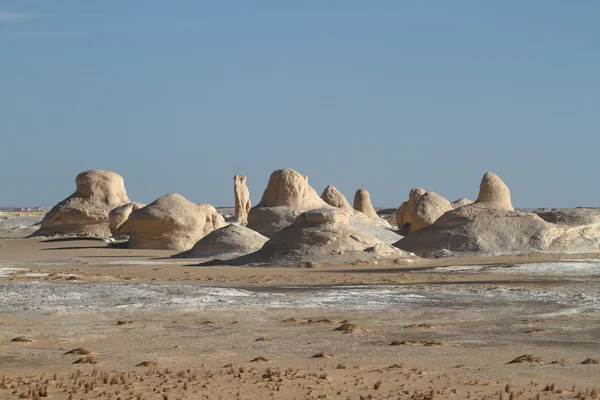 Den Hvide Ørken på Farafra i Sahara i Egypten - Stock-foto