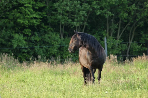 Ridhästar på ängen — Stockfoto