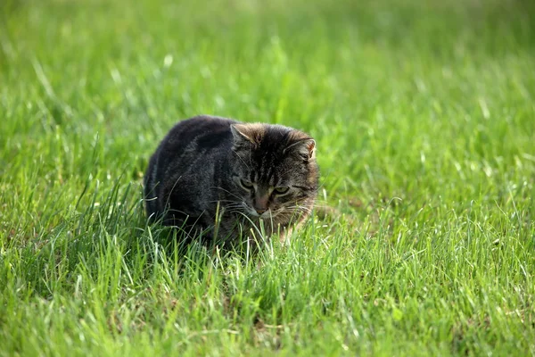 Gato doméstico selvagem em ratos de caça — Fotografia de Stock