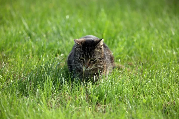 Wildkatze jagt Mäuse — Stockfoto