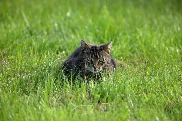 Wildkatze jagt Mäuse — Stockfoto