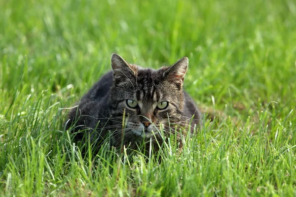 Gato doméstico selvagem em ratos de caça — Fotografia de Stock