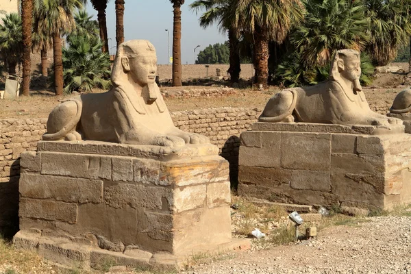 A estrada da Esfinge de Luxor, no Egito — Fotografia de Stock