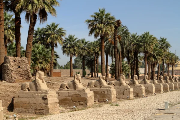 A estrada da Esfinge de Luxor, no Egito — Fotografia de Stock