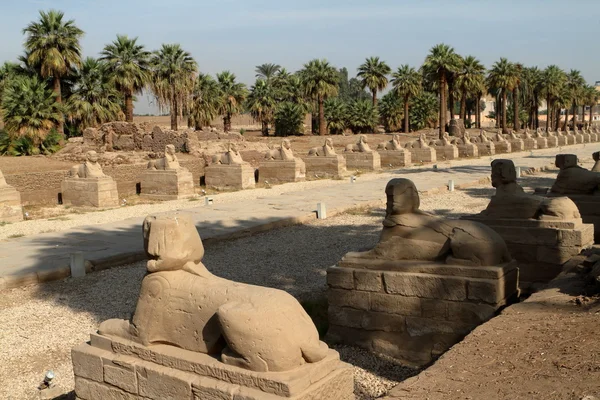 La route du Sphinx de Louxor en Egypte — Photo