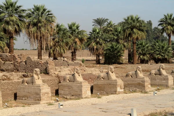 La route du Sphinx de Louxor en Egypte — Photo