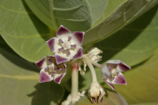 Una flor del árbol de hojas de grasa Osher —  Fotos de Stock