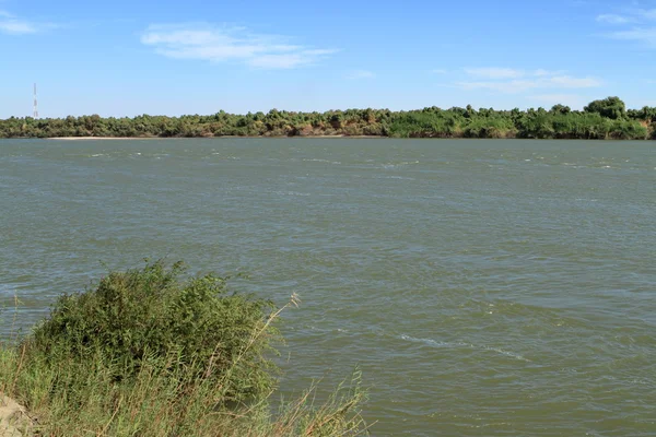 Palmeras en el Nilo en Sudán — Foto de Stock