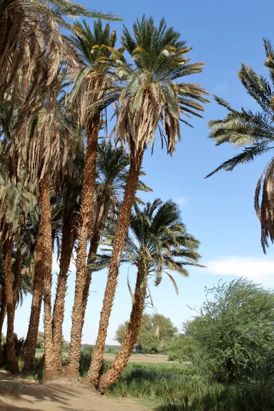 Palmeras en el Nilo en Sudán — Foto de Stock