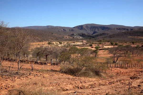 Caatinga krajina v Brazílii — Stock fotografie