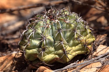 Melocactus Turk kap kaktüs