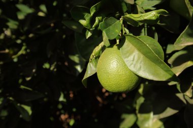 Olgunlaşmamış portakal ile portakal ağacı