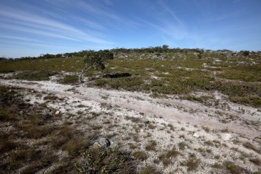 Kuzeydoğu Brezilya caatinga manzara