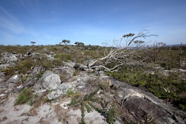 Kuzeydoğu Brezilya caatinga manzara