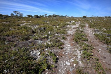 Kuzeydoğu Brezilya caatinga manzara