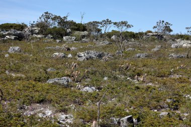 Kuzeydoğu Brezilya caatinga manzara