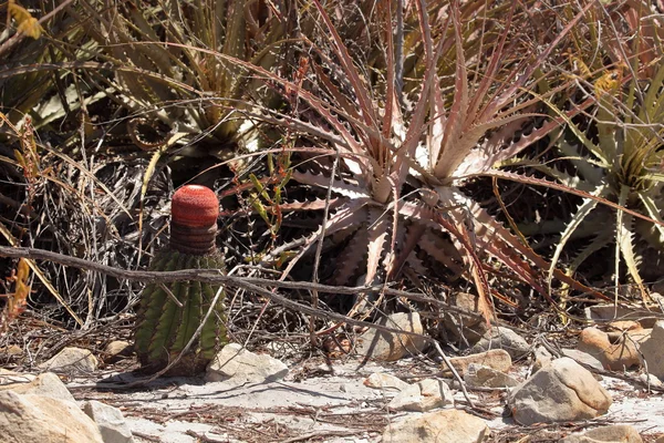 Melocactus 土耳其人章仙人掌 — 图库照片