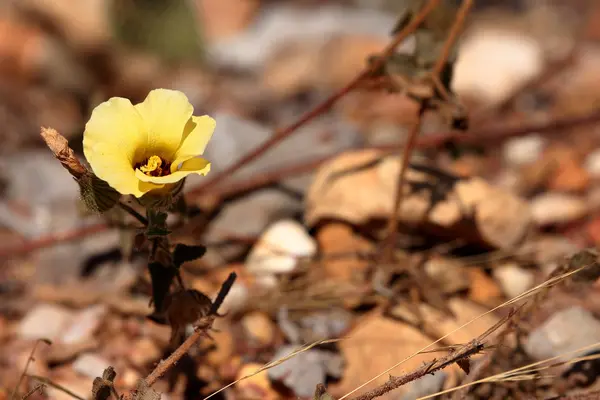 Yellow flower in the Caatinga in Brazil — Stock Photo, Image