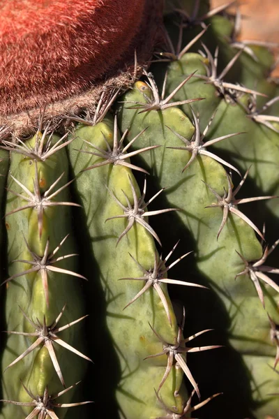 Melocactus 土耳其人章仙人掌 — 图库照片