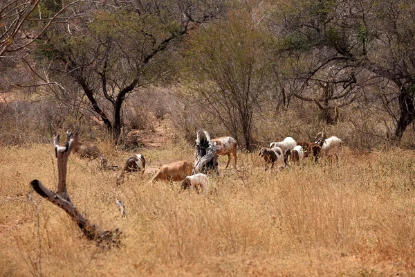 Chèvre en caatinga au Brésil — Photo