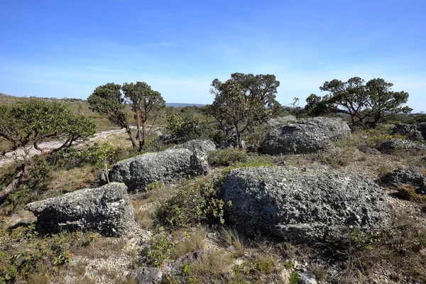 ブラジル北東部における caatinga 風景 — ストック写真