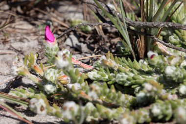 Pembe çiçekli etli bitki Caatinga Brezilya içinde