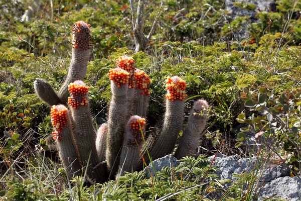 Cactus dans la caatinga au Brésil — Photo